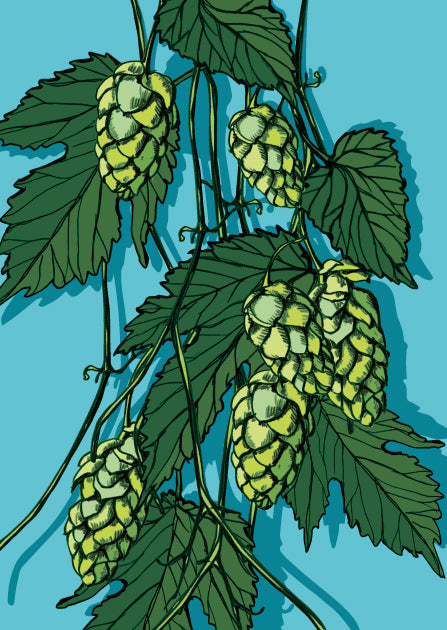 illi Postkarte "HOPYS"