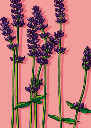 illi Postkarte "LAVENDEL"