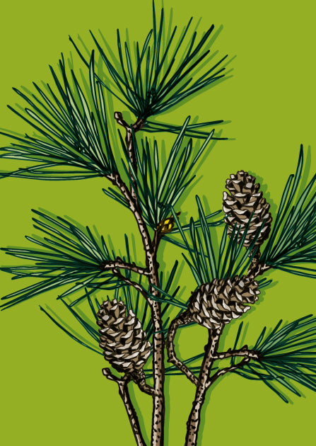 illi Postkarte "PANGA"