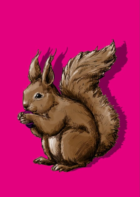 illi Postkarte mit Eichhörnchen "Tilda"