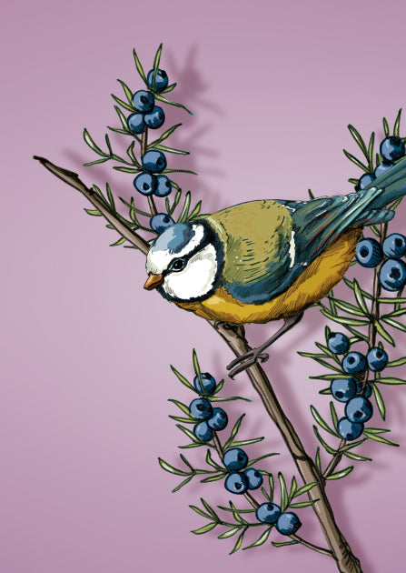 Weihnachtskarten-Set "Wintervögel"