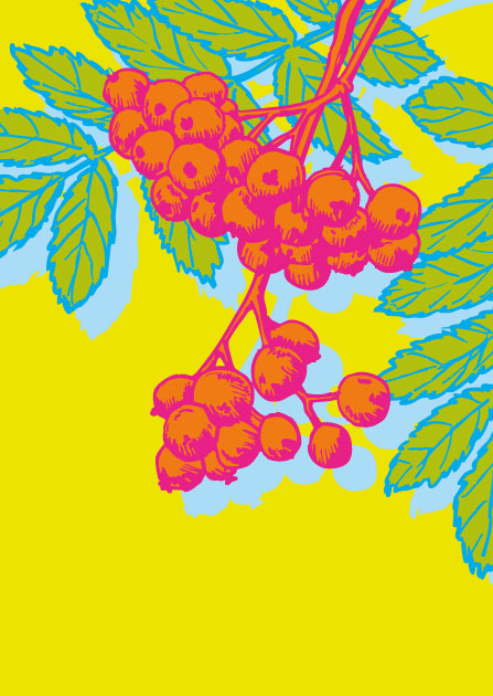 Liebevoll illustrierte illi Postkarte „BACCA“ mit leuchtend roten Beeren und grünen Blättern auf gelbem Hintergrund.