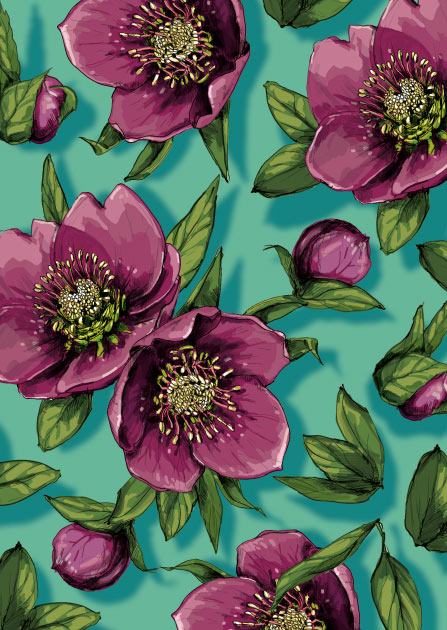 illi Postkarte CHRISTA mit illustrierten Christrosen (Helleborus) in Pink auf türkisfarbenem Hintergrund.