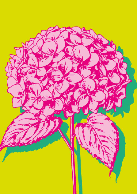 illi Postkarte Hani mit leuchtender Hortensie in Pink auf neon gelbem Hintergrund